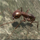 蚂蚁世界模拟器 v1.0
